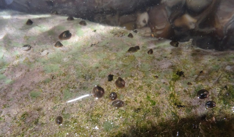 Ancylus fluviatilis (?) - Ancylidae